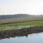 Vogels in het weiland