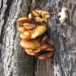 De laatste paddestoelen