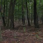 Wandeling in de bergen (2)