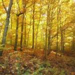 Hele mooie herstkleuren (3)