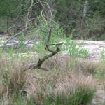 Mooie boom op de heide