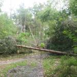 Naald- en loofbos met stormschade