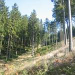 Indrukwekkende bossen (1)