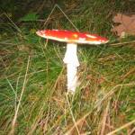 Een paddestoel (1)