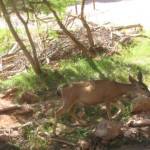 De Grand Canyon, Indian Gardens