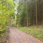 Indrukwekkende bossen (2)