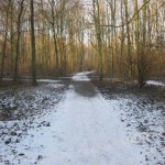 Bos in de winter (1)