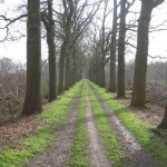 Leuk laantje met bomen