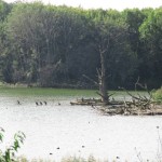 Kolonie Aalscholvers (1)