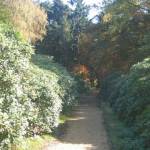 Tussen de Rododendrons