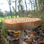 Een paddestoel
