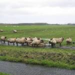 Alle schapen opstellen in rijen van twee