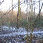 Bos in de winter (2)