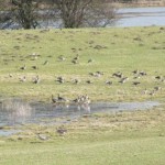 Ganzen in de uiterwaarden