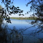 Kolonie Aalscholvers (2)