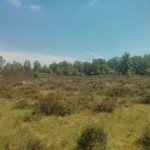 Heidelandschap (2)