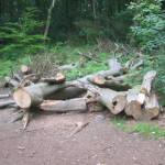 Stormschade in het bos