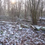Bos in de winter (3)