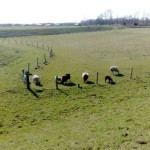 Schapen achter de winterdijk