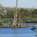 Kolonie Aalscholvers (3)