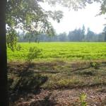 Akker tussen de bomen