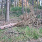 Omgezaagde naaldboom