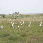 Het meeuwenveld