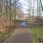 Bos in de winter (4)