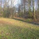 Bos in de winter (5)