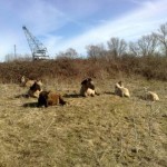 Een kudde konikpaarden