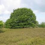 Het Wekeromse Zand (4)