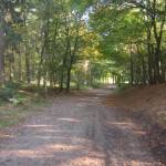 Bospaadje met lichtval