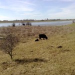 Een kudde gallowayrunderen