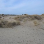 Mooie duinen (1)