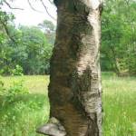 Paddestoelen op een dode boom