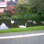 Zwanen aan de ’s-Gravenweg