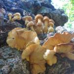 Paddestoelen op de boom