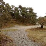 Nationaal Park de Loonse en Drunense Duinen (5)