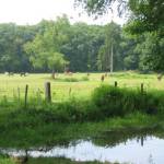 Paarden in de wei