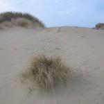 Mooie duinen (2)