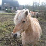 Mooie paaden in de weide (1)