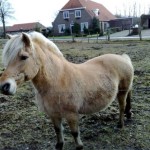 Mooie paaden in de weide (2)