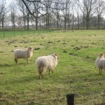 Schaapjes in de wei
