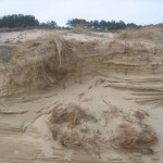 Mooie duinen (4)