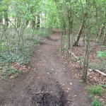 Een leuk bospaadje in een relatief jong bos.