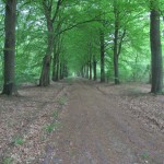 Deze brede weg volgenden wij voor best wel een lange tijd in het bos.