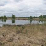 In het Balloërveld staat veel mooie heide.