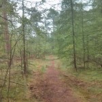 Dit was een heel leuk bospaadje. Lekker smal en bezaaid met losse takken.