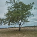 In het Balloërveld staat ook nog deze eenzame boom.
