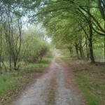 Op een gegeven moment volgden wij deze bosweg.